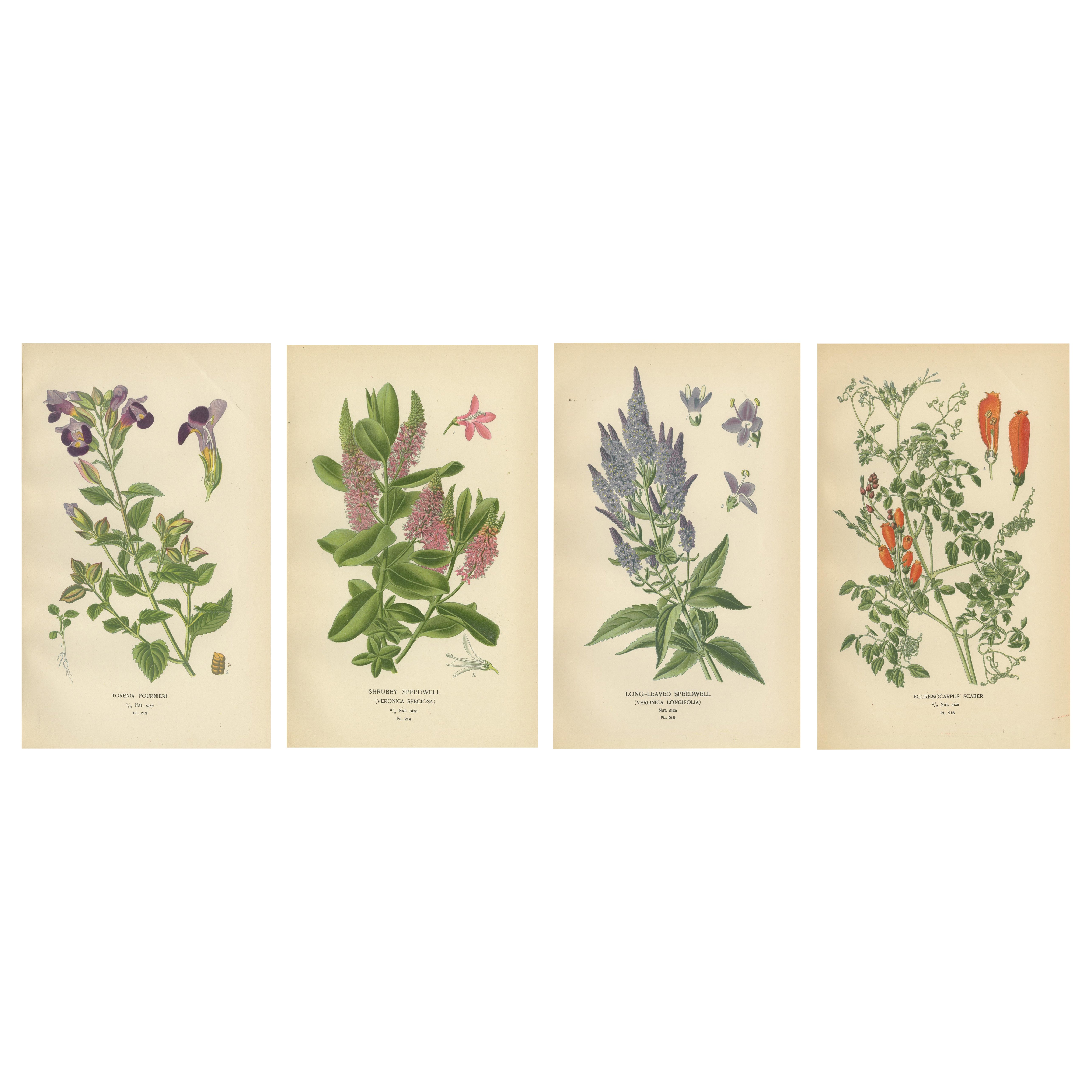 1897 Impresiones Botánicas Vibrantes - Torenia, Variedades de Speedwell y Eccremocarpus
