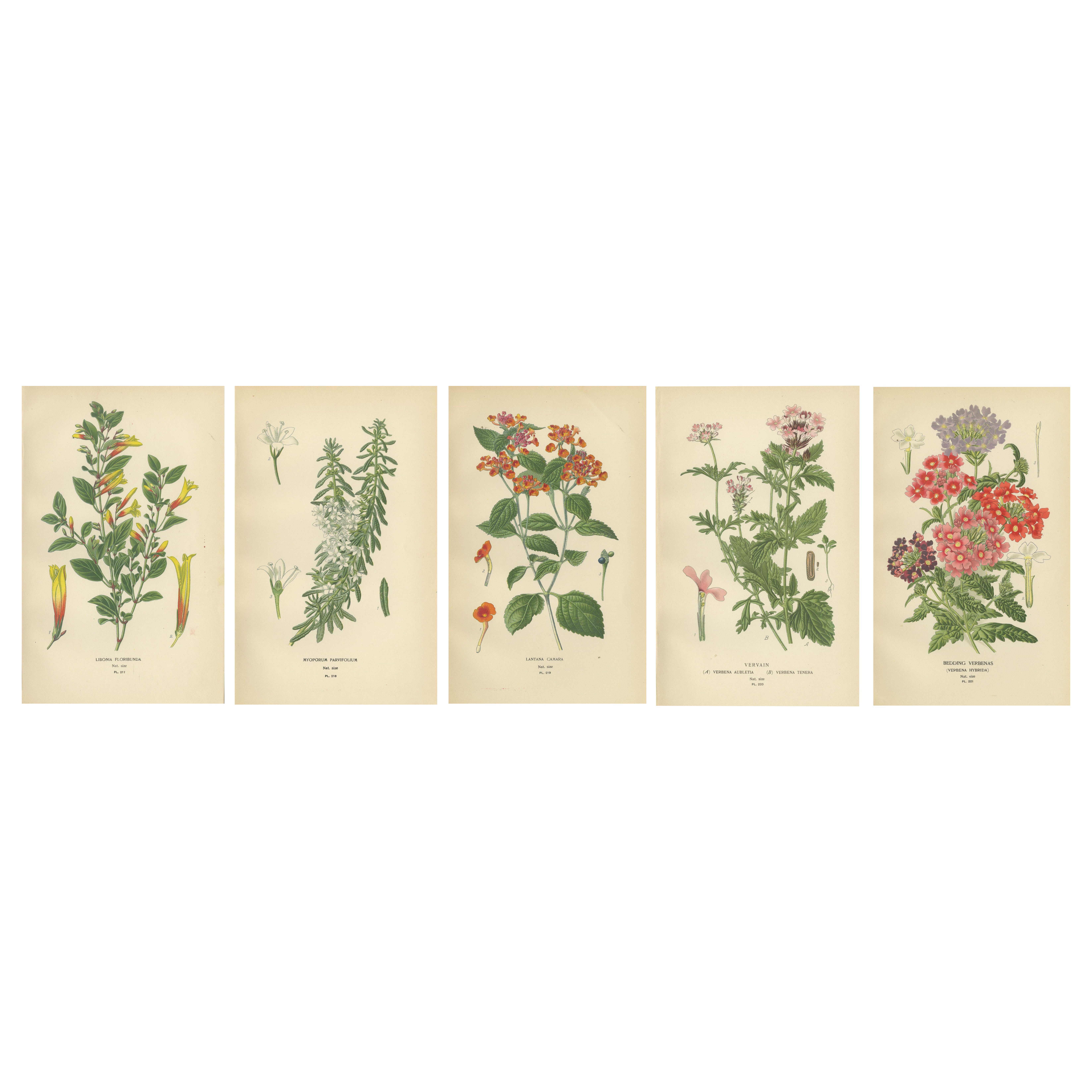 1897 Vibrant Botanical Prints – Libonia, Myoporum, Lantana, Vervain and Verbena