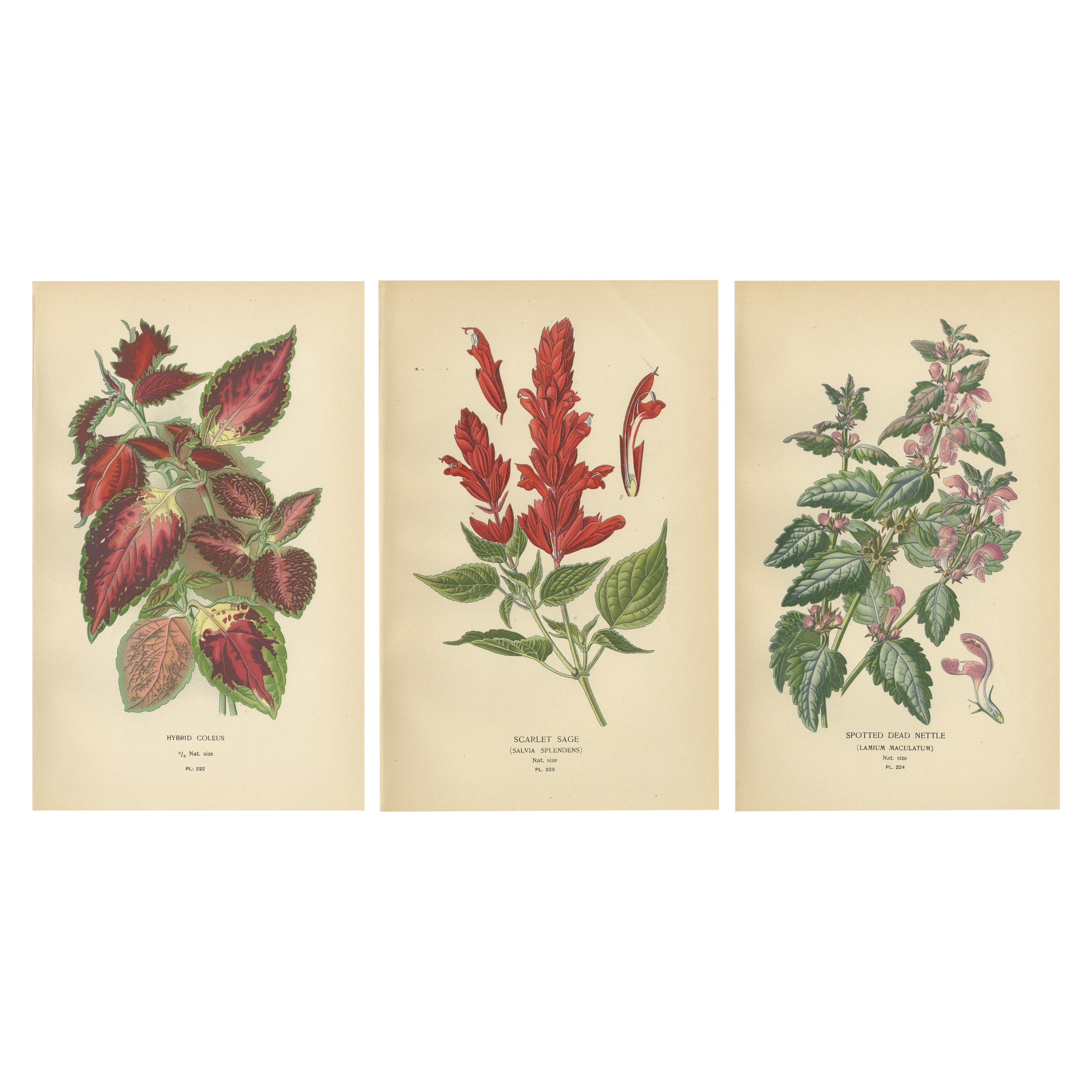 1897 Botanical Prints – Hybrid Coleus, Scarlet Sage, and Spotted Dead Nettle