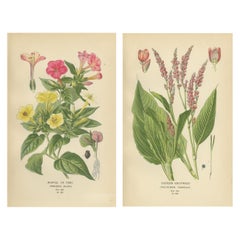 1897 Estampas botánicas - Maravilla del Perú y Centidonia oriental
