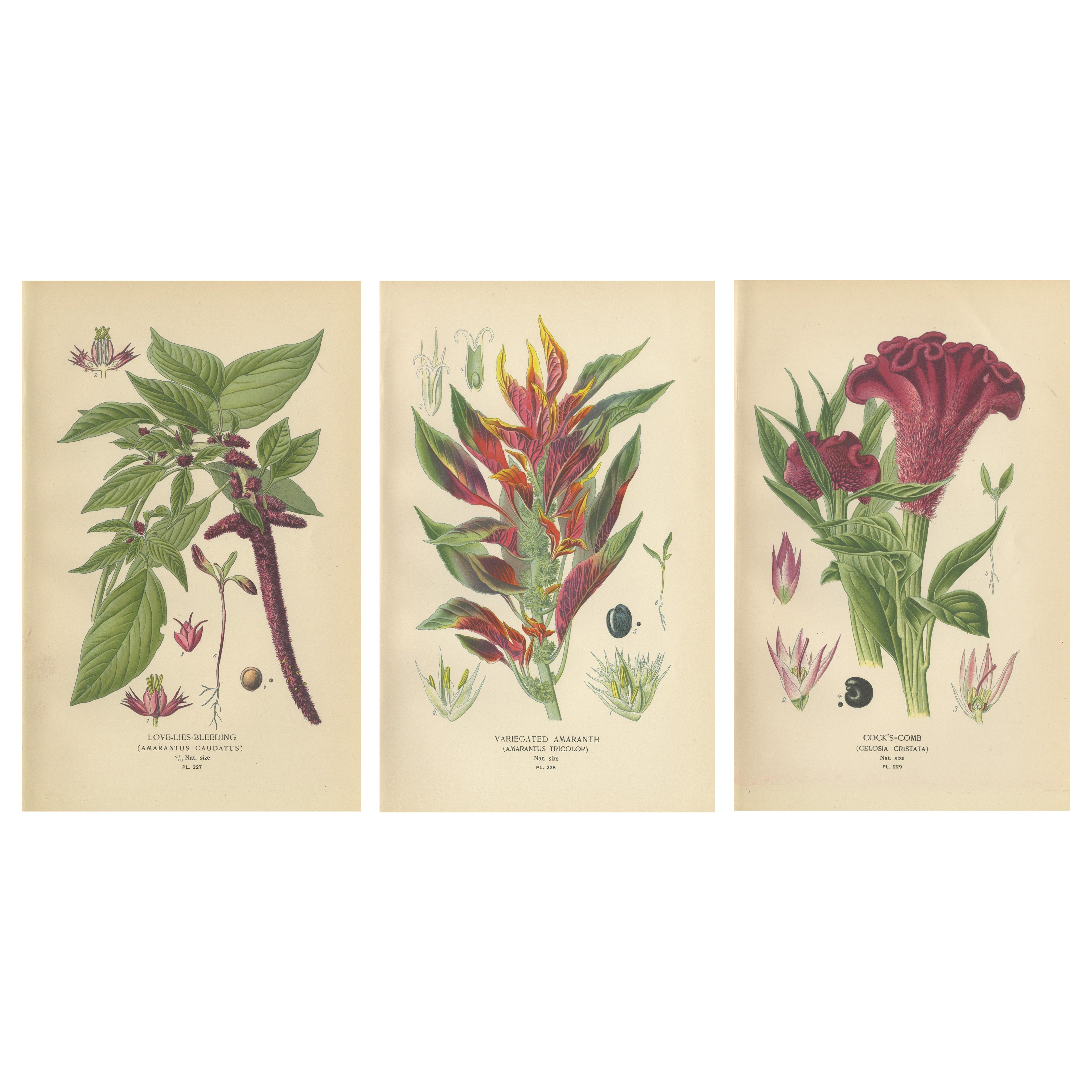 1897 Botanical Prints – Love-Lies-Bleeding, Variegated Amaranth, and Cockscomb