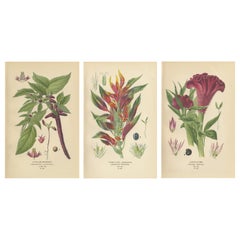 Antique 1897 Botanical Prints – Love-Lies-Bleeding, Variegated Amaranth, and Cockscomb