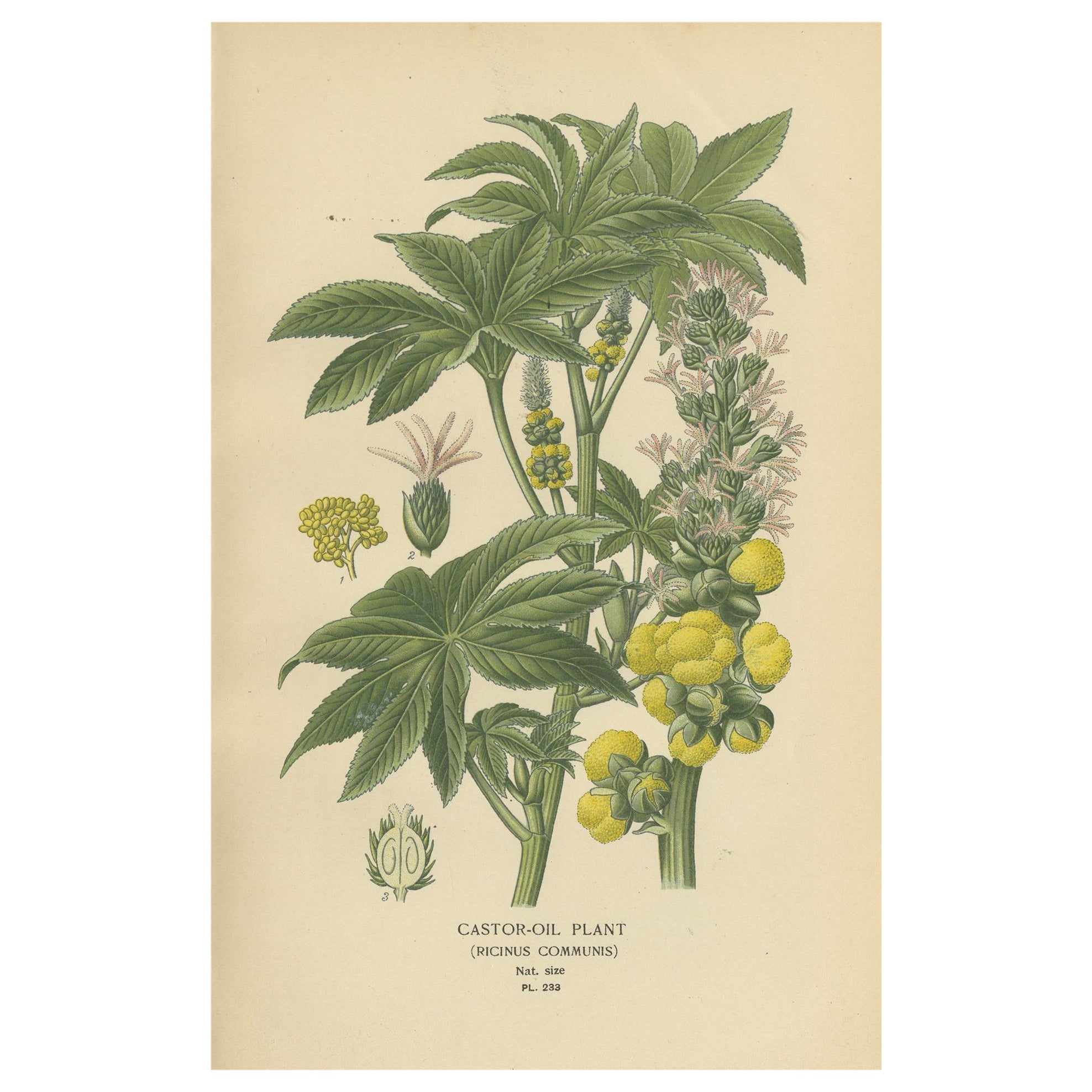 Grabado botánico de 1897 - Ricino (Ricinus Communis)
