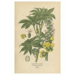 Estampe botanique de 1897 - Plante à huile de ricin (Ricinus Communis)