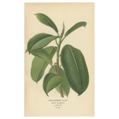 Estampa botánica victoriana de 1897 - Planta de caucho de la India (Ficus Elastica)