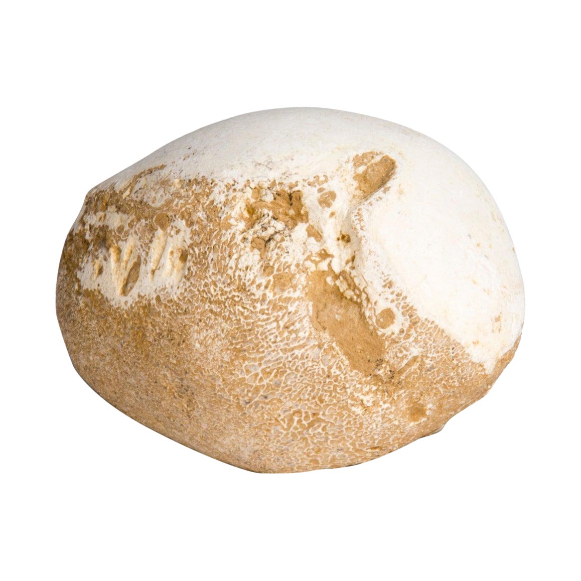 Huevo de Dinosaurio Al Estilo de Dios por Naturaleza en venta