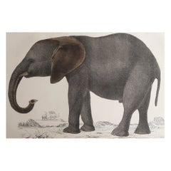 Original Antique Print of an Elephant, 1847 'Unframed'