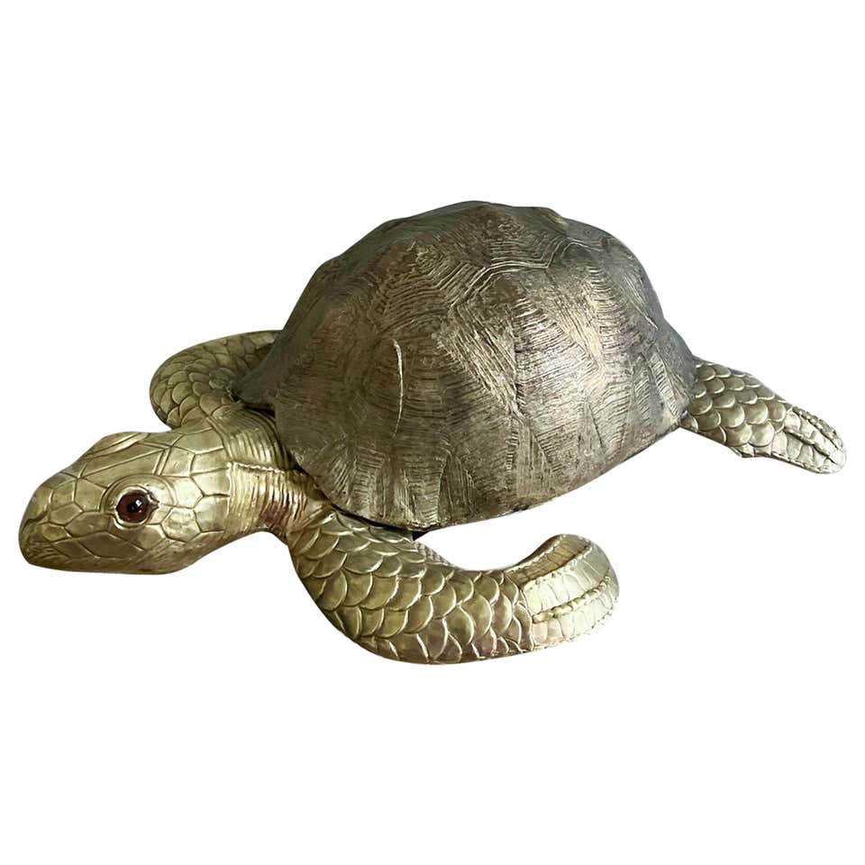 Large Single Genuine American Fresh Water Turtle Shell For Sale at ...