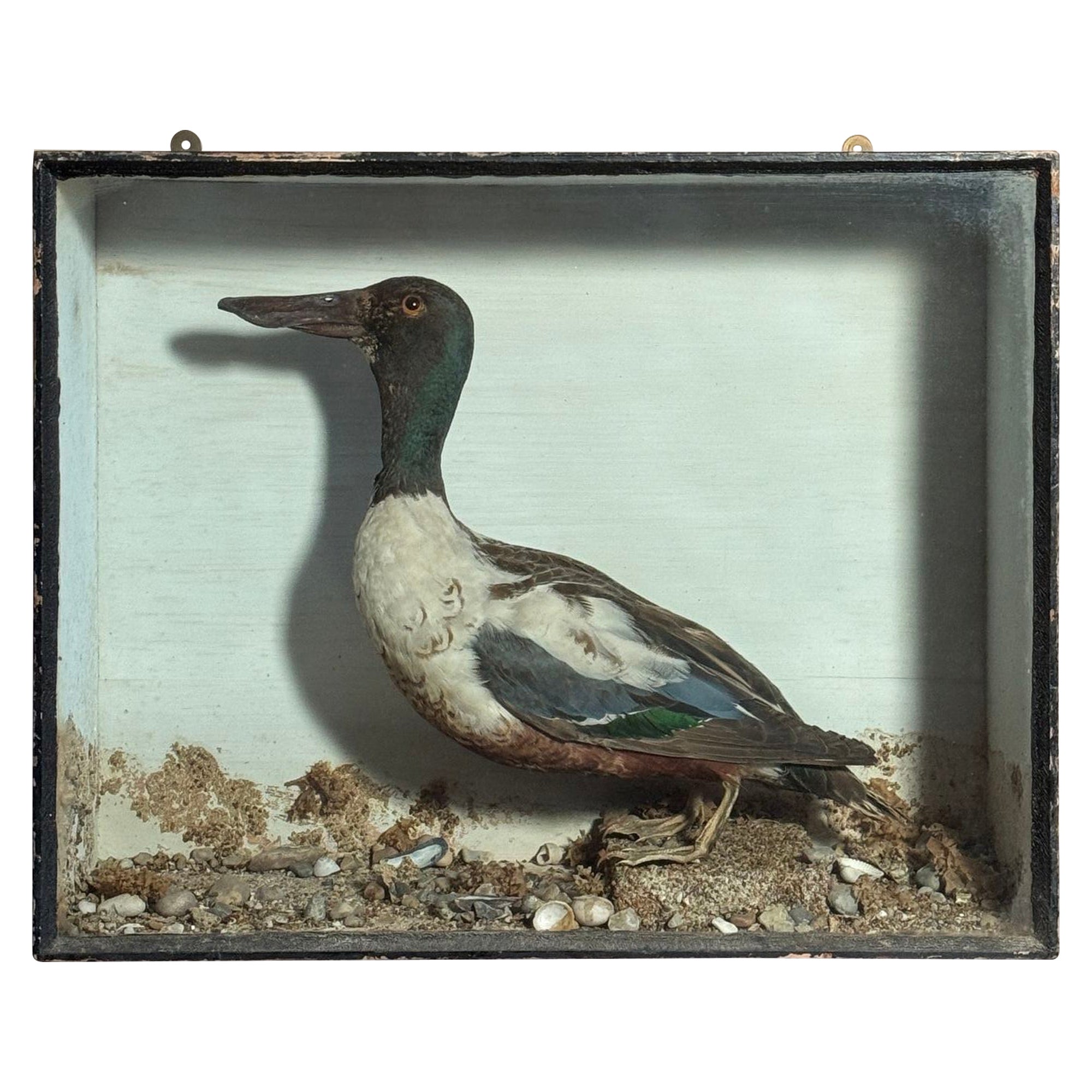 Pato palero taxidermia en caja en venta