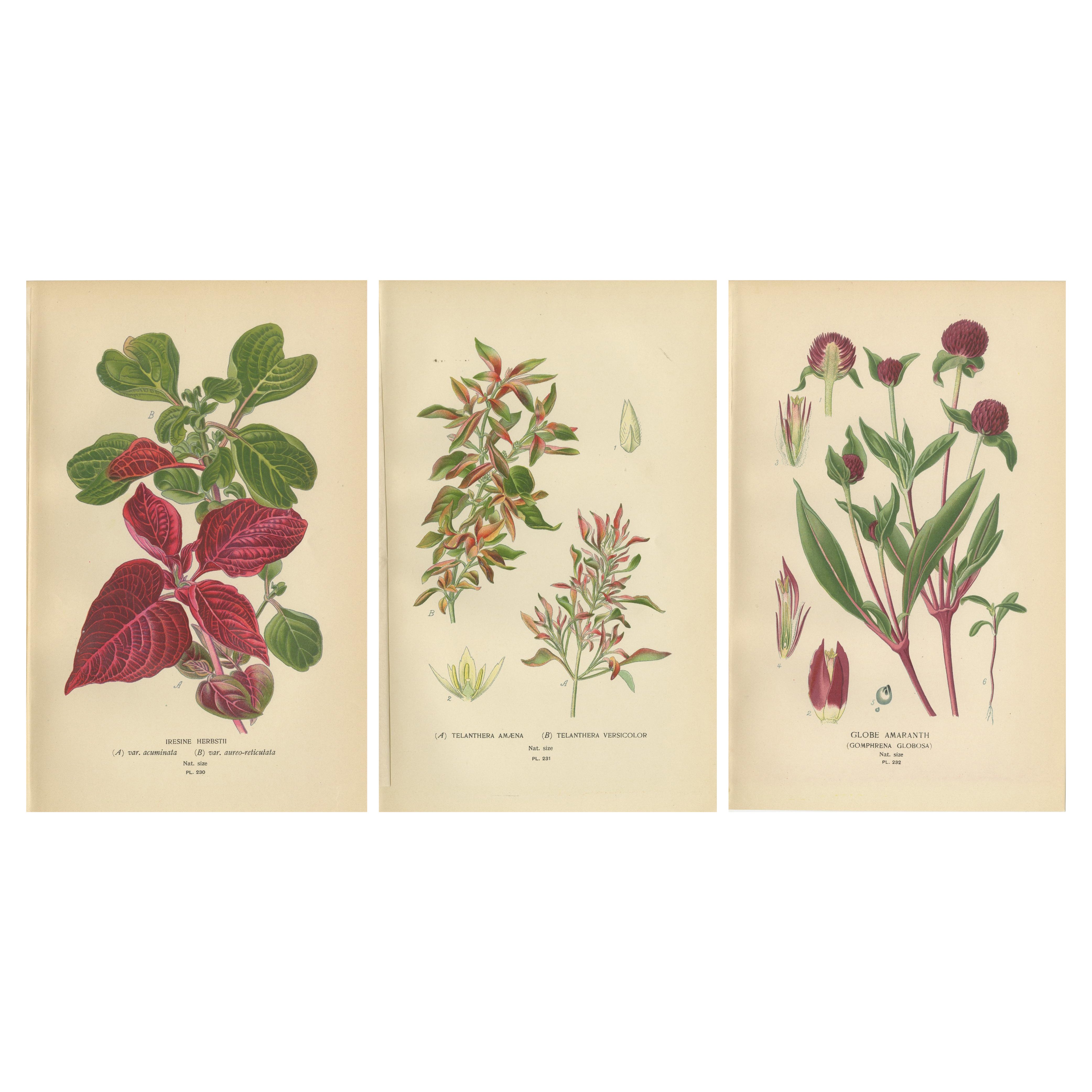 1897 Botanical Compilation – Bloodleaf, Joyweed, and Globe Amaranth For Sale