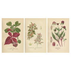 1897 Recopilación Botánica - Hoja de Sangre, Hierba de la Alegría y Amaranto del Globo