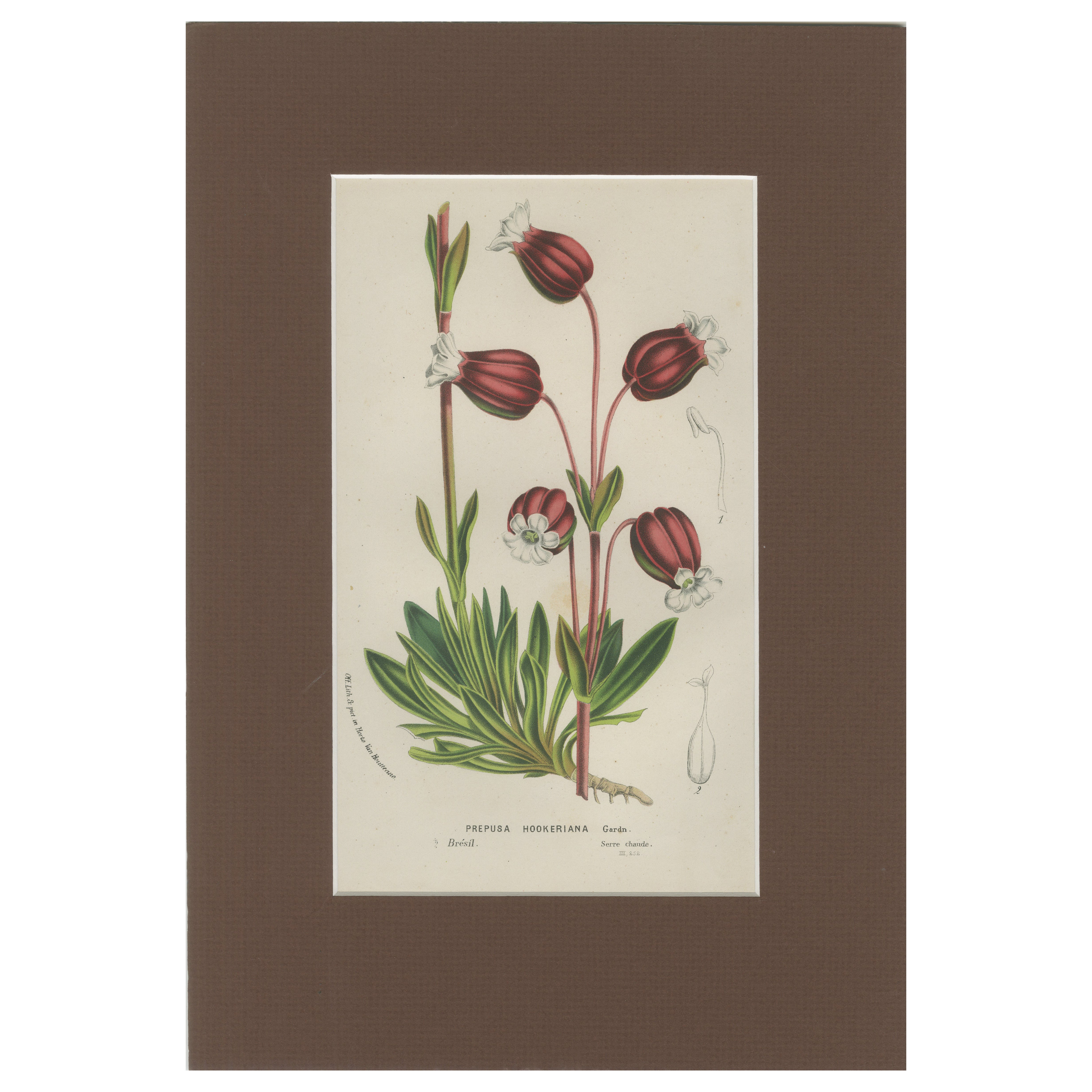 Prepusa hookeriana – A Rare 19th-Century Botanical Print in Elegant Matting