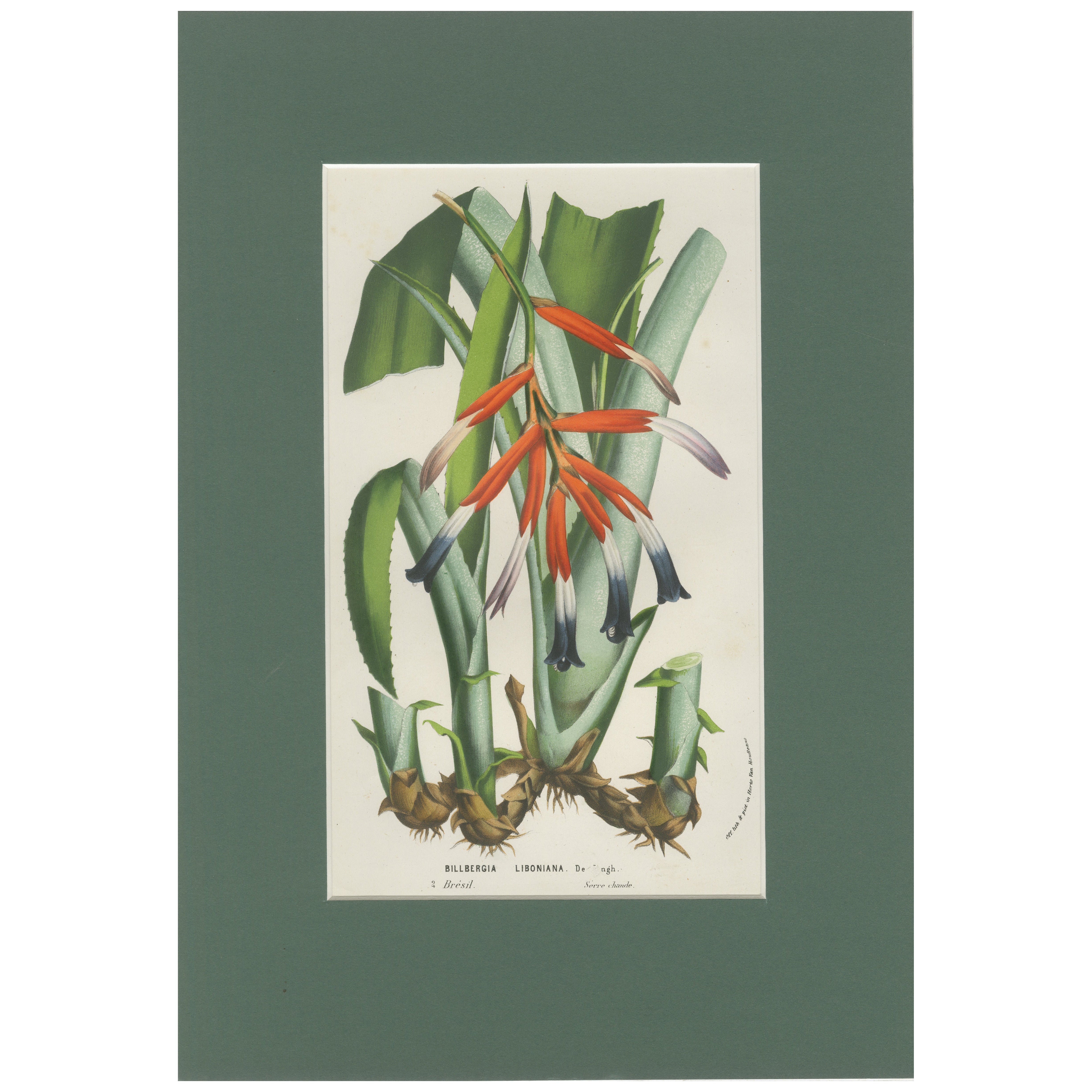 Billbergia liboniana – A Rare 19th-Century Botanical Illustration by van Houten