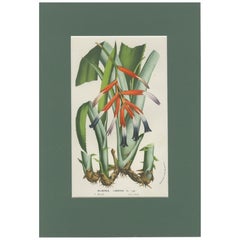 Billbergia liboniana - Une rare illustration botanique de van Houten datant du 19e siècle