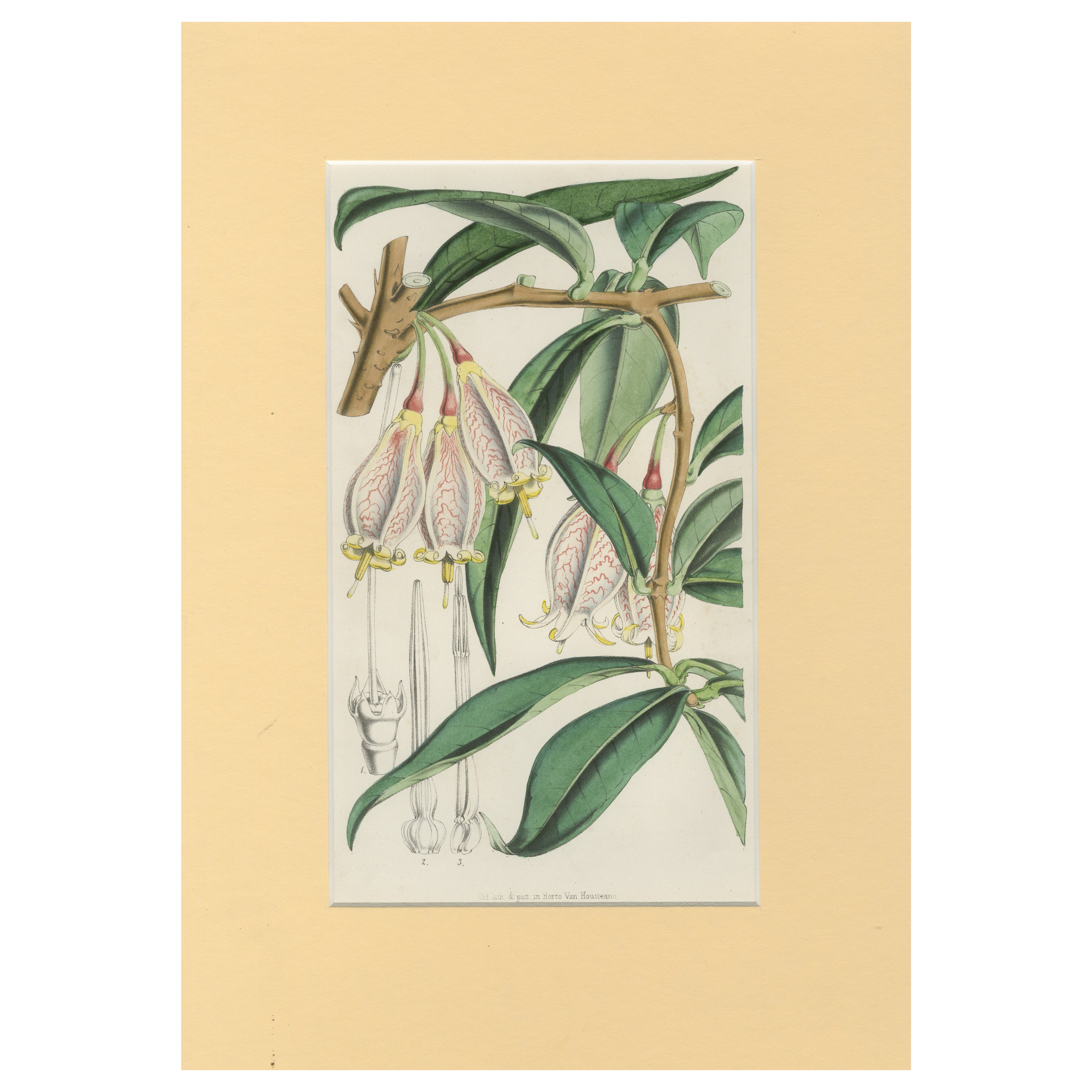A Rare Botanical Study of Exotic Flora by Hoola van Houten, 1847