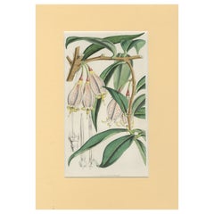 Une rare étude botanique de la flore exotique par Hoola van Houten, 1847