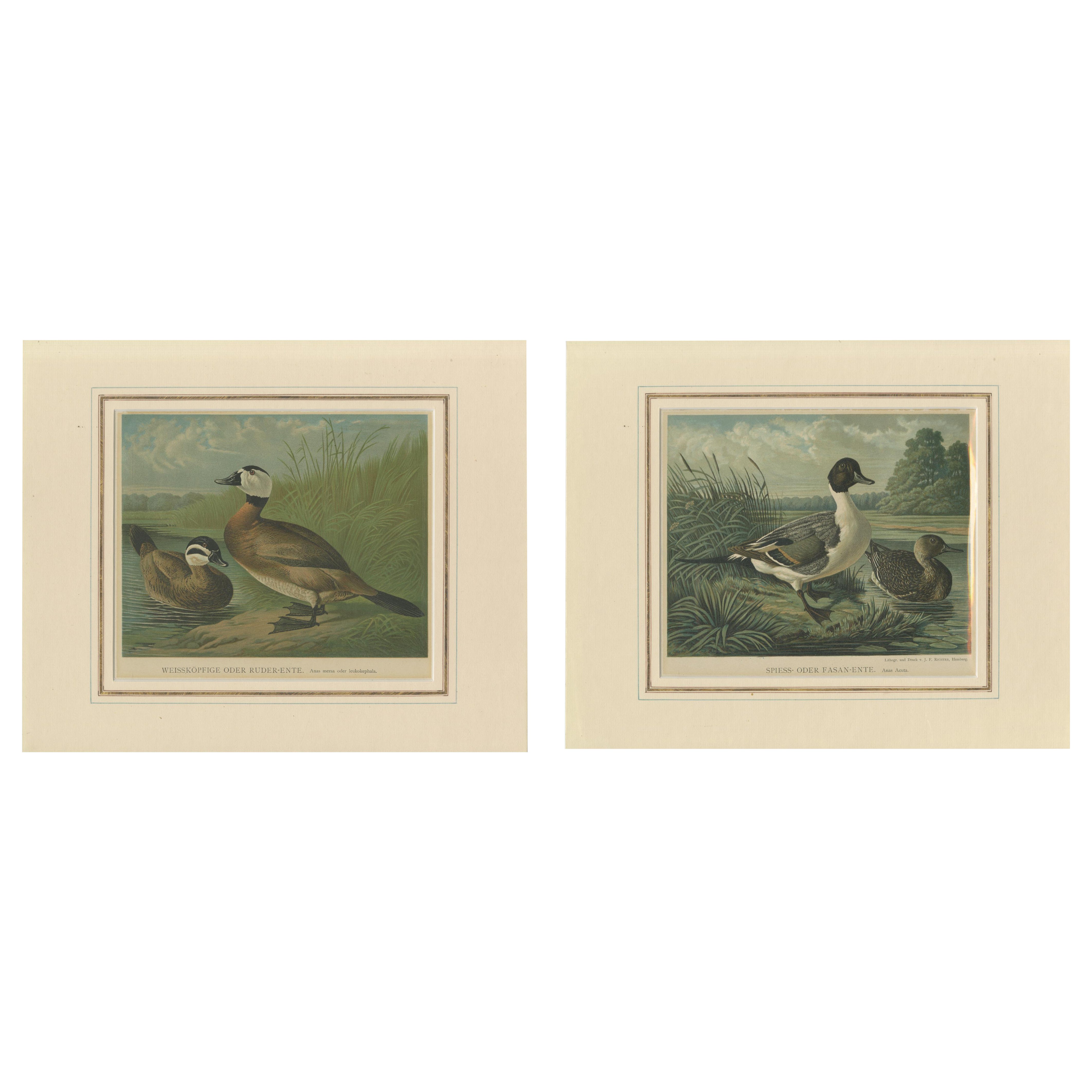 Elegante Lithographien von Enten von 1880: Weißkopf-Ente und nördlicher Pintailschwanz