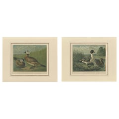 Antique Elegant 1880 Lithographs of Ducks: White-headed Duck and Northern Pintail