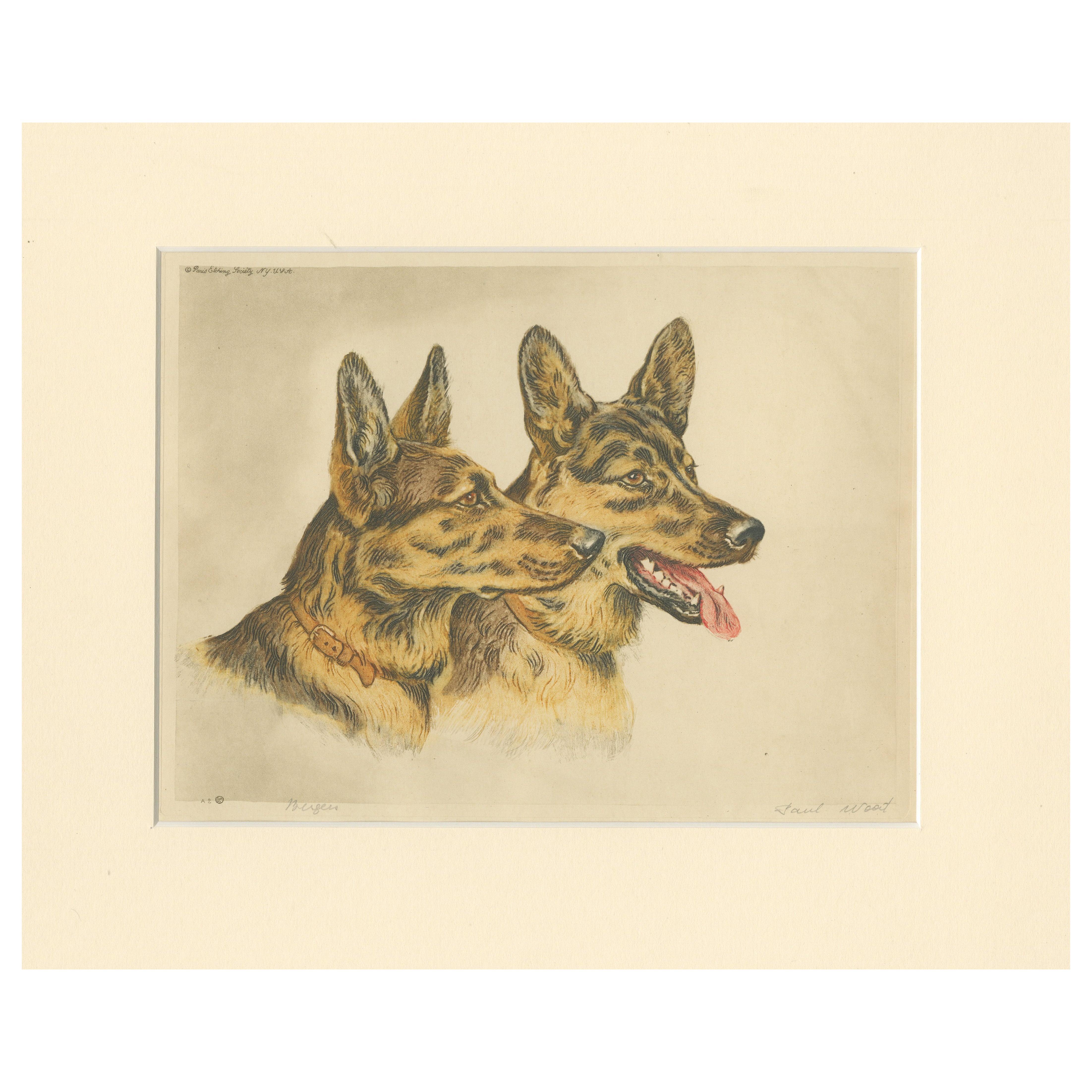 Portrait of Two German Shepherds – Hand-Colored Lithograph by Paul Wood, 1935