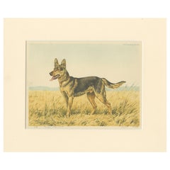 German Shepherd in a Scenic Meadow – Hand-Colored Aquatint by Paul Wood, 1935