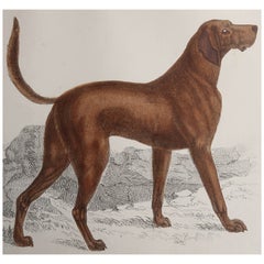 Original Antique Print of An English Sporting Dog, 1847 'Unframed'