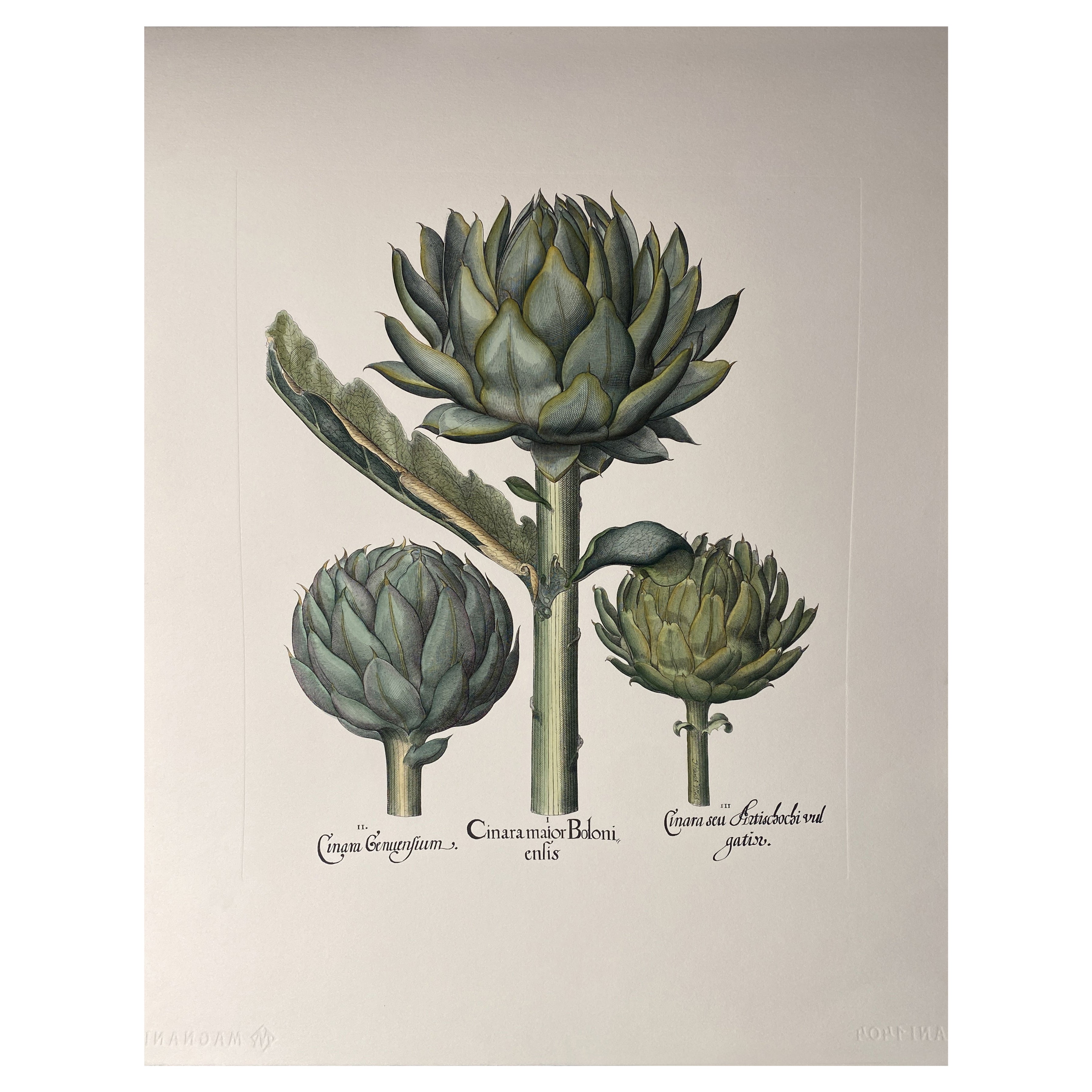 Italian Contemporary Hand Painted Botanical Green Print "Artichoke" 1 of 2