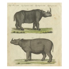 Rara incisione del 1805 colorata a mano di rinoceronti neri e di Sumatra