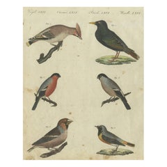 Elegant European Birds: 1805 Handcolored Engraving from Bertuch's Masterpiece