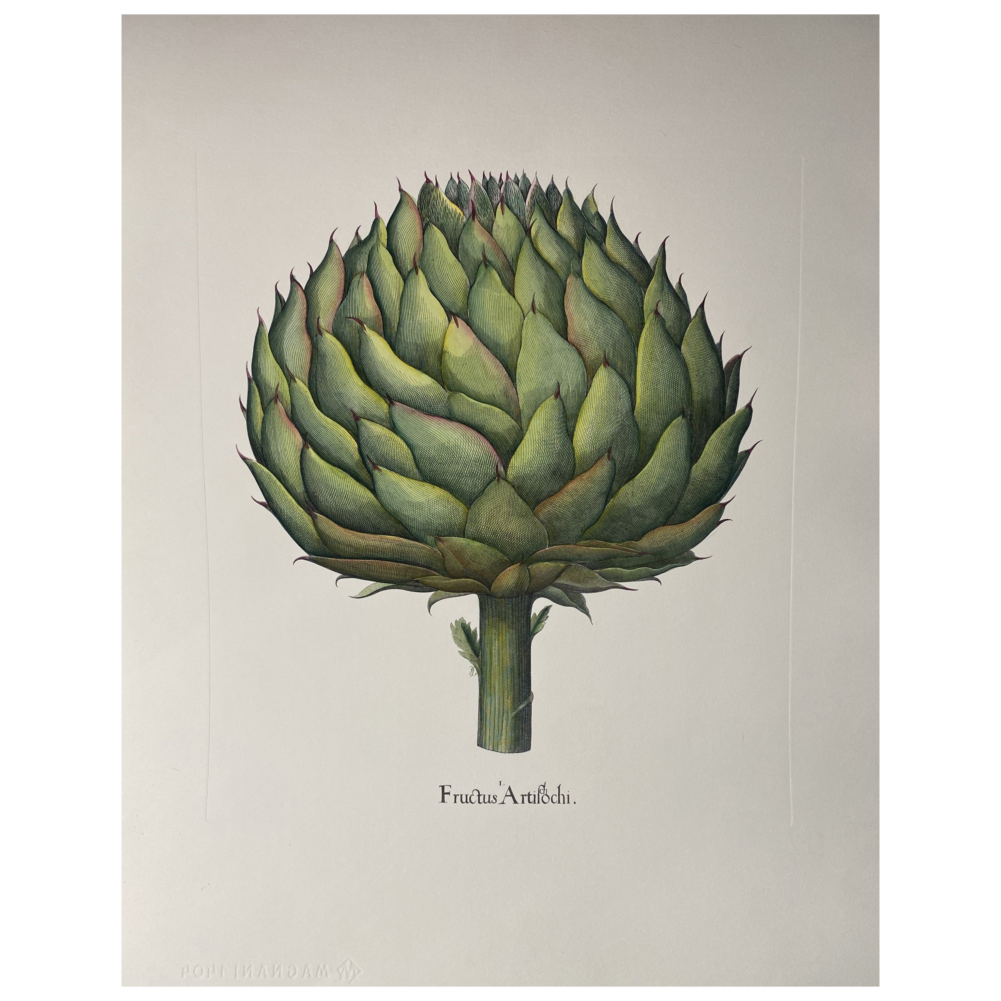 Estampa Contemporánea Italiana Pintada a Mano Botánica Verde "Alcachofa" 2 de 2