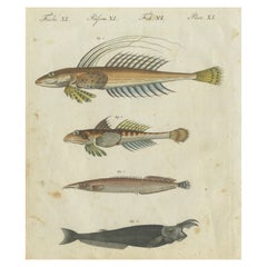 Vibrante grabado coloreado a mano de 1805 de raras especies de peces de la obra de Bertuch