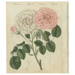 Exquisite 1805 Handcolored Botanical Engraving of Roses from Bertuch