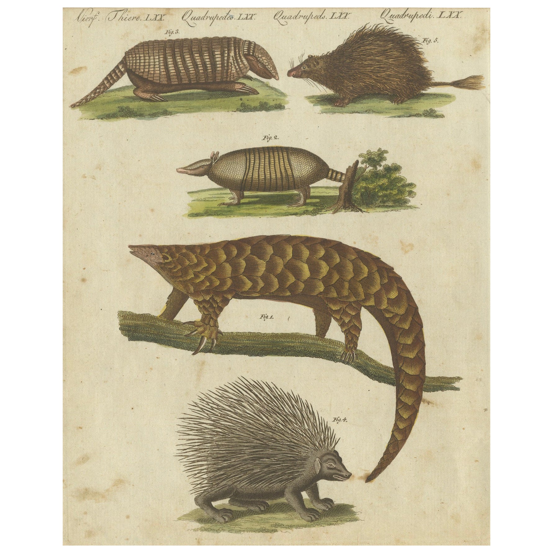 1805 Handcolored Engraving of Unique Mammals from Bertuch's "Bilderbuch"