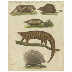 1805 Handcolored Engraving of Unique Mammals from Bertuch's "Bilderbuch"