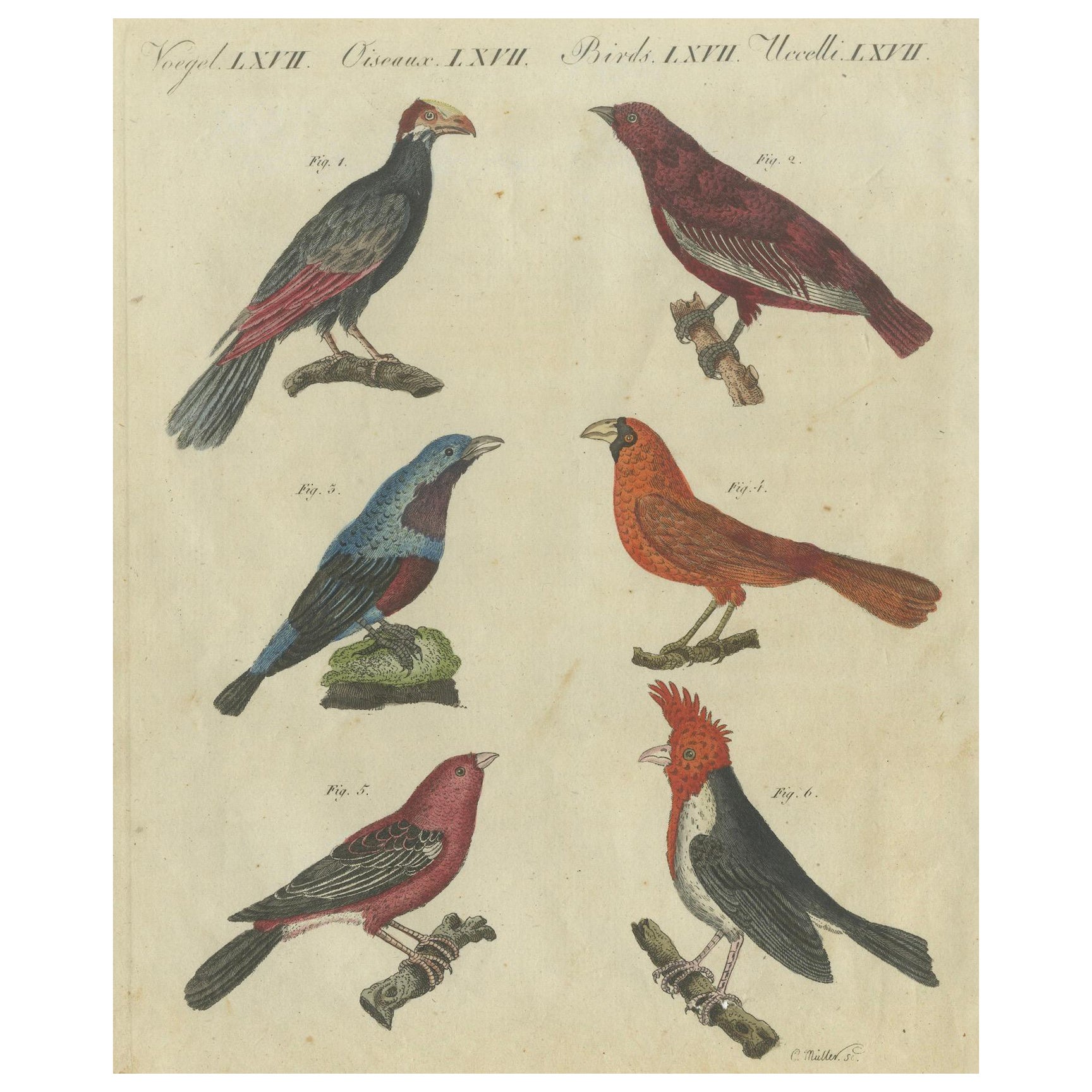 Vibrant 1805 Handcolored Engraving of Tropical Birds from Bertuch's Bilderbuch
