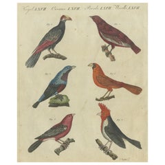 Vibrant 1805 Handcolored Engraving of Tropical Birds from Bertuch's Bilderbuch