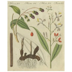 Exquisite handkolorierte botanische Gravur mit Medizinpflanzen, 1805