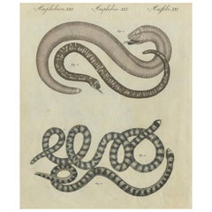 Antique Copperplate Engraving of Serpents and Amphibians, 1805