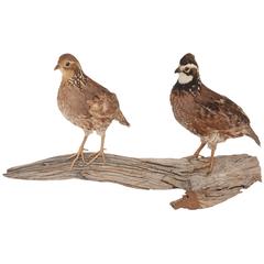 Vintage Quail on Log, Male and Female, Nice Color and Feathering