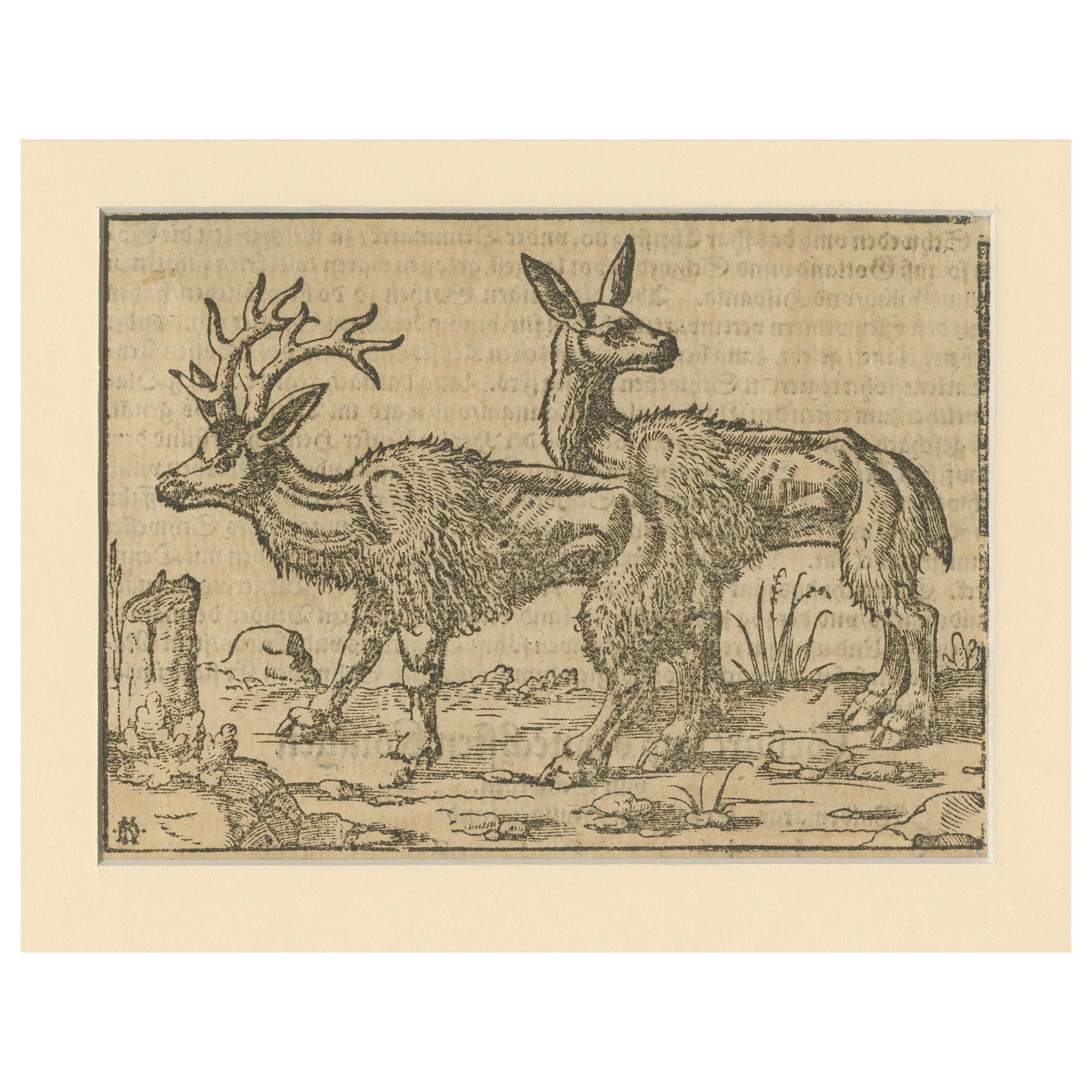 Rare 1592 Woodcut of Deer from Sebastian Münster's "Cosmographia"