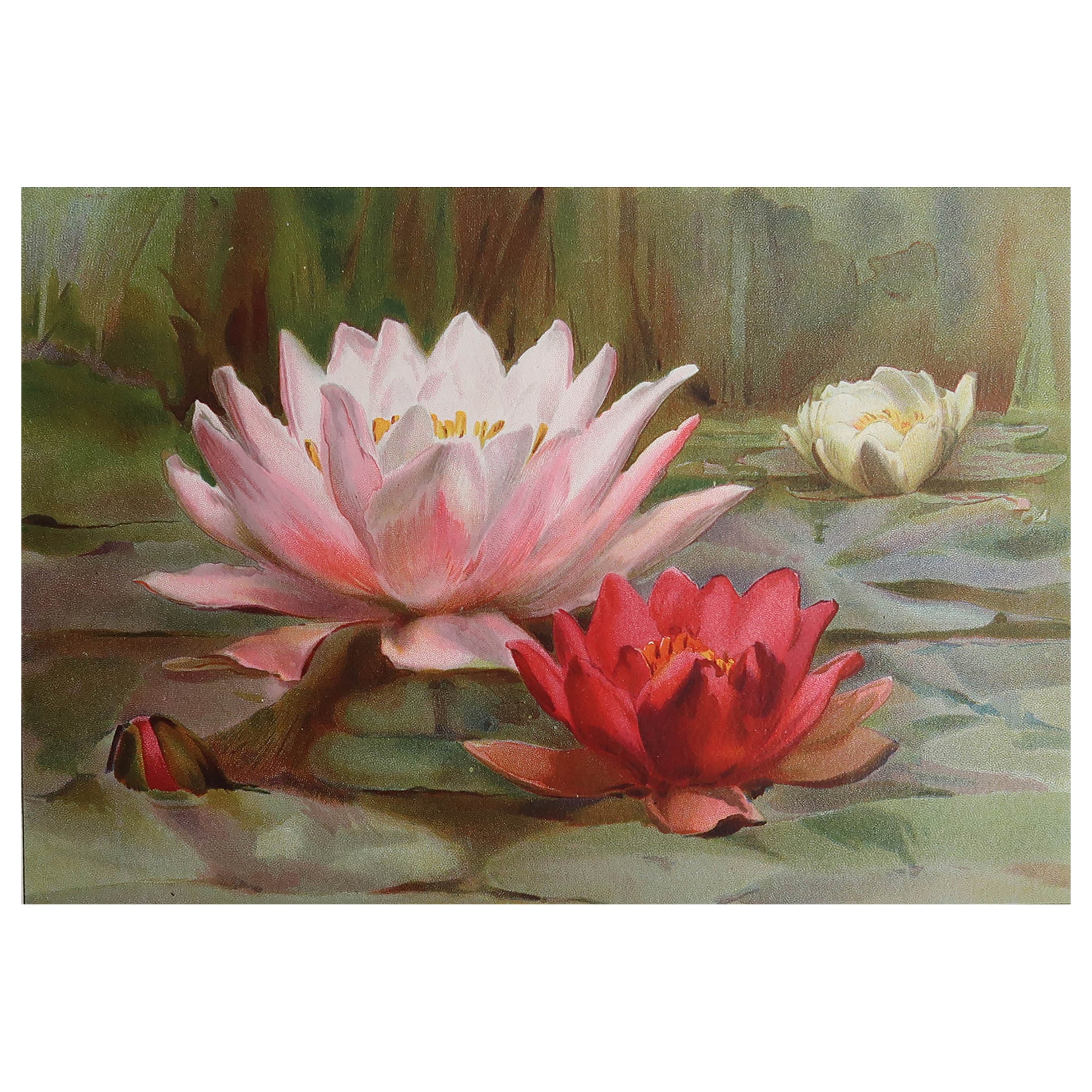 Grabado Botánico Antiguo Original - Nenúfares, circa 1870