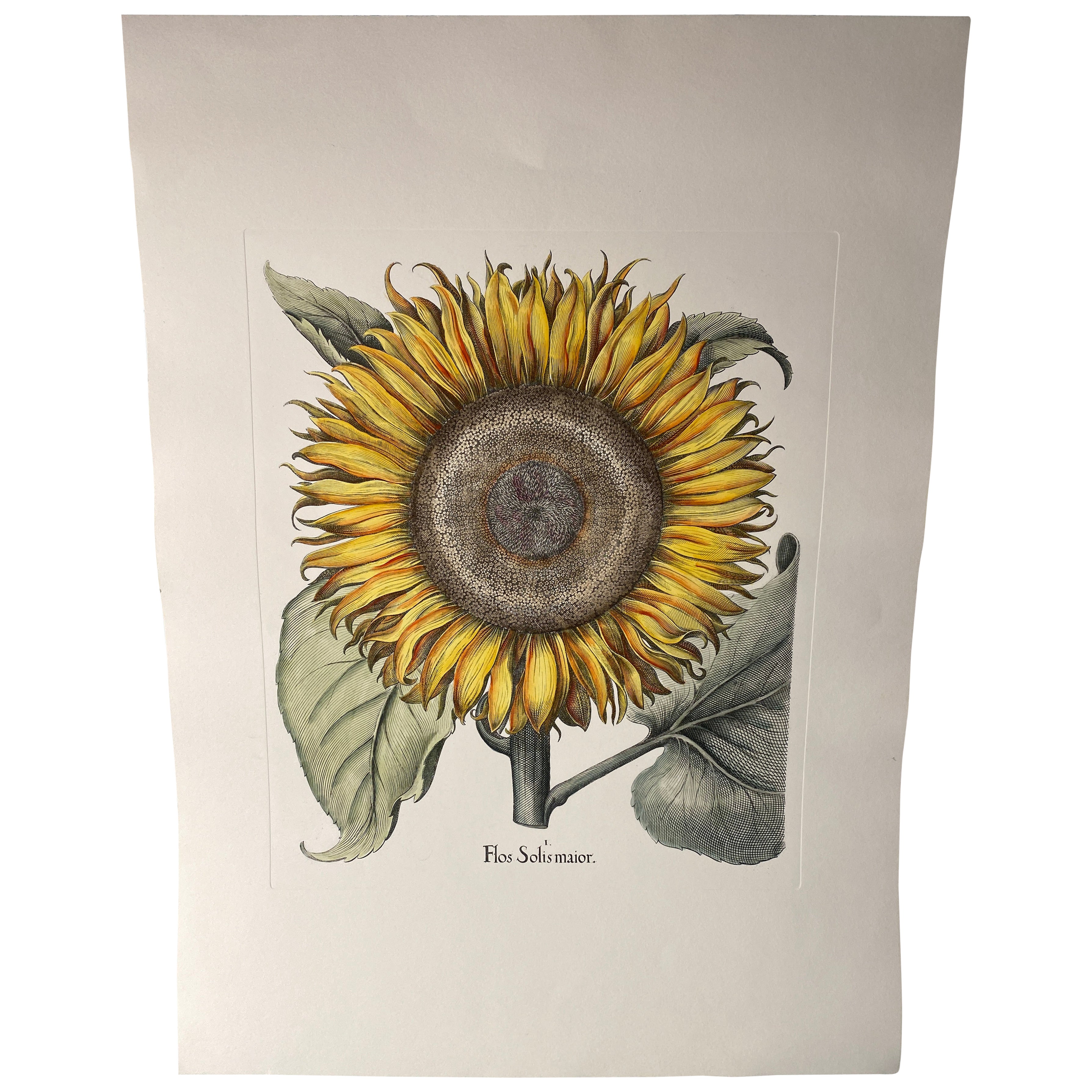 Italian Contemporary Hand Painted Botanical Green Yellow Print "Sunflower"