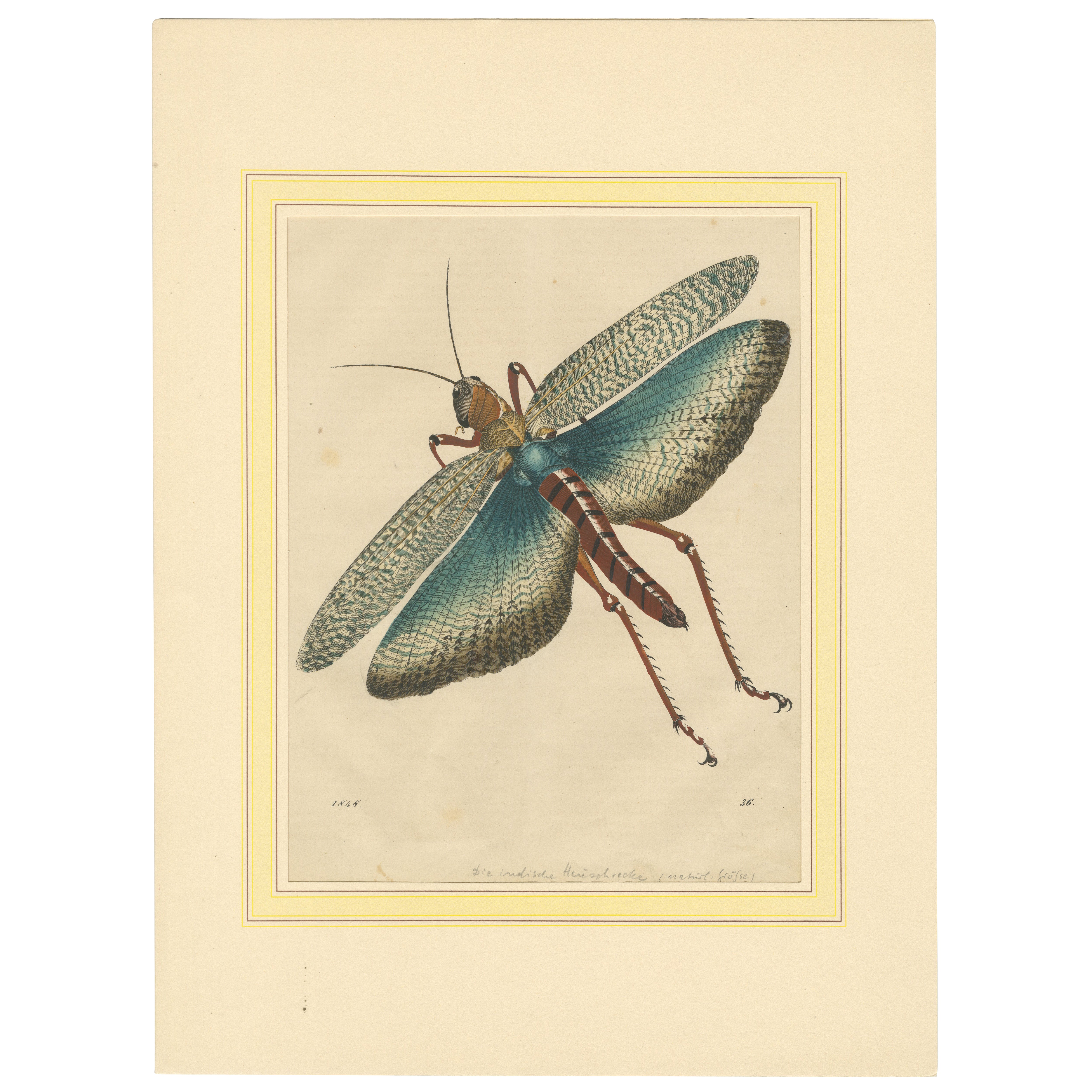 1848 Hand-Coloured Lithograph of the Large Indian Grasshopper