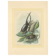 1856 Hand-Colored Lithograph of Rhinoceros Beetles – Exotic Coleoptera