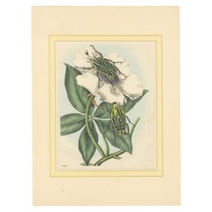 Antique 1858 Hand-Colored Lithograph of Flower Beetles on a Blossom