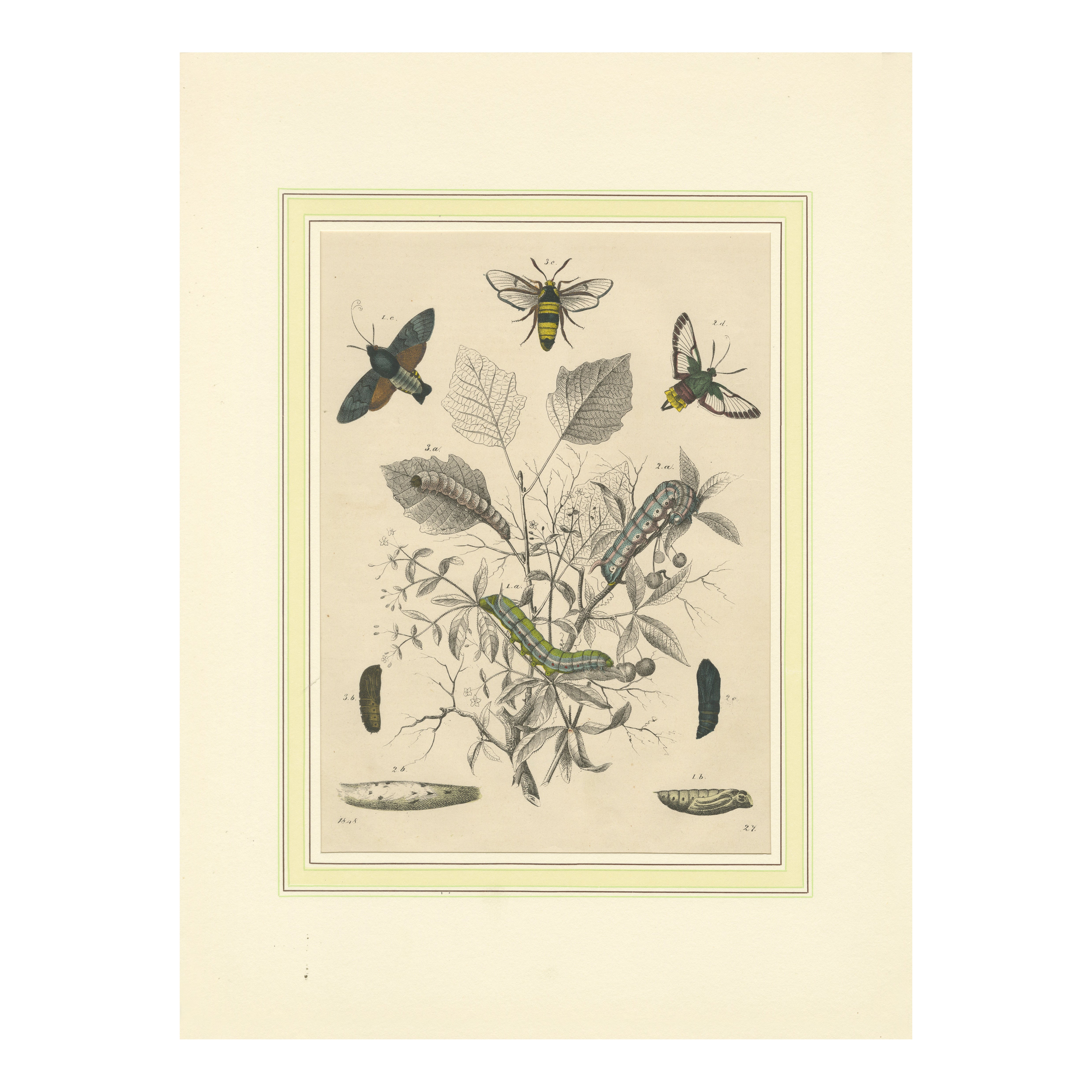 Lithograph of Insect Life Cycles – Moths, Bees, and Caterpillars with Host Plant