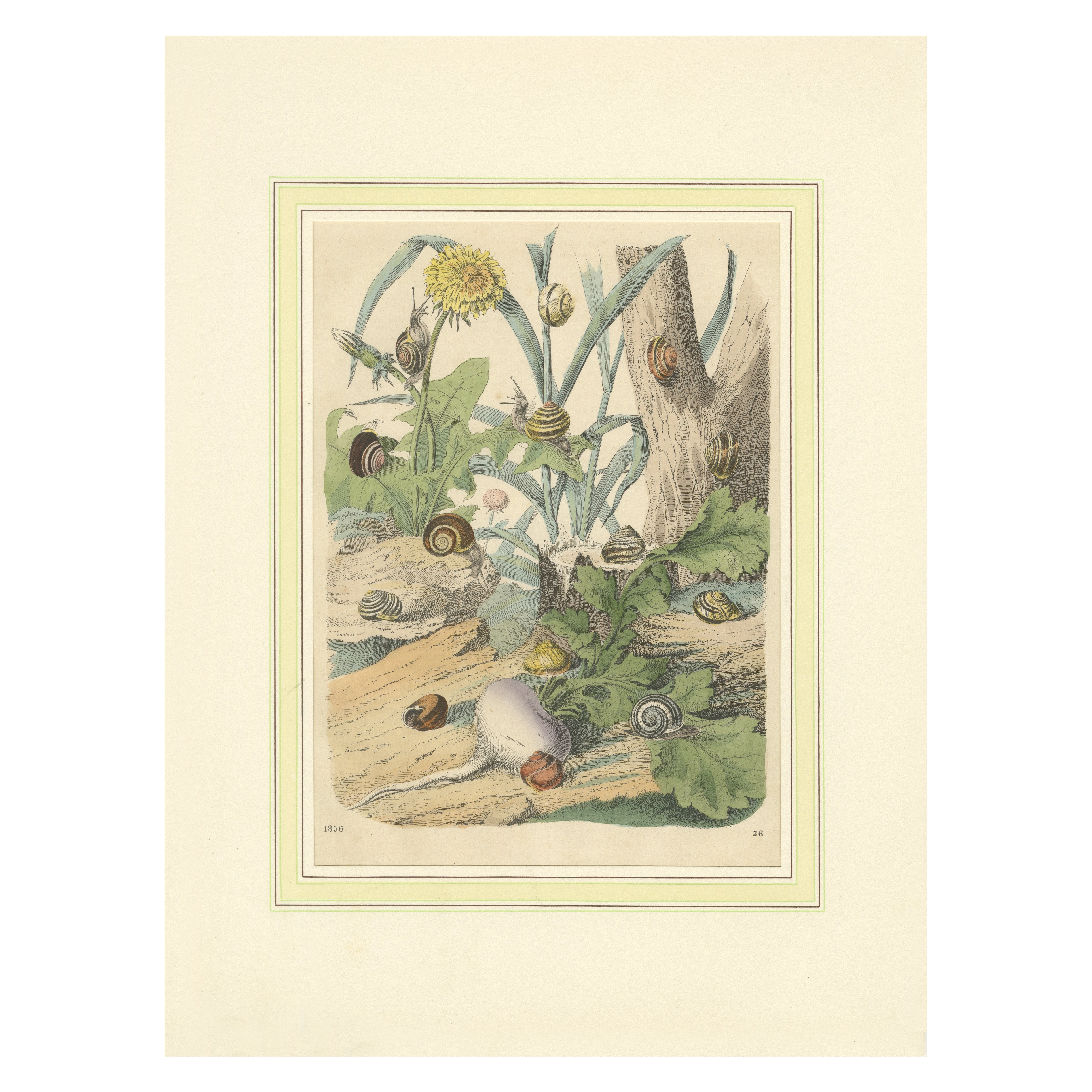 1856 Handkolorierte Lithographie von Schnecken in einem natürlichen Habitat