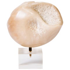 Carved Marble Shell on Lucite Base