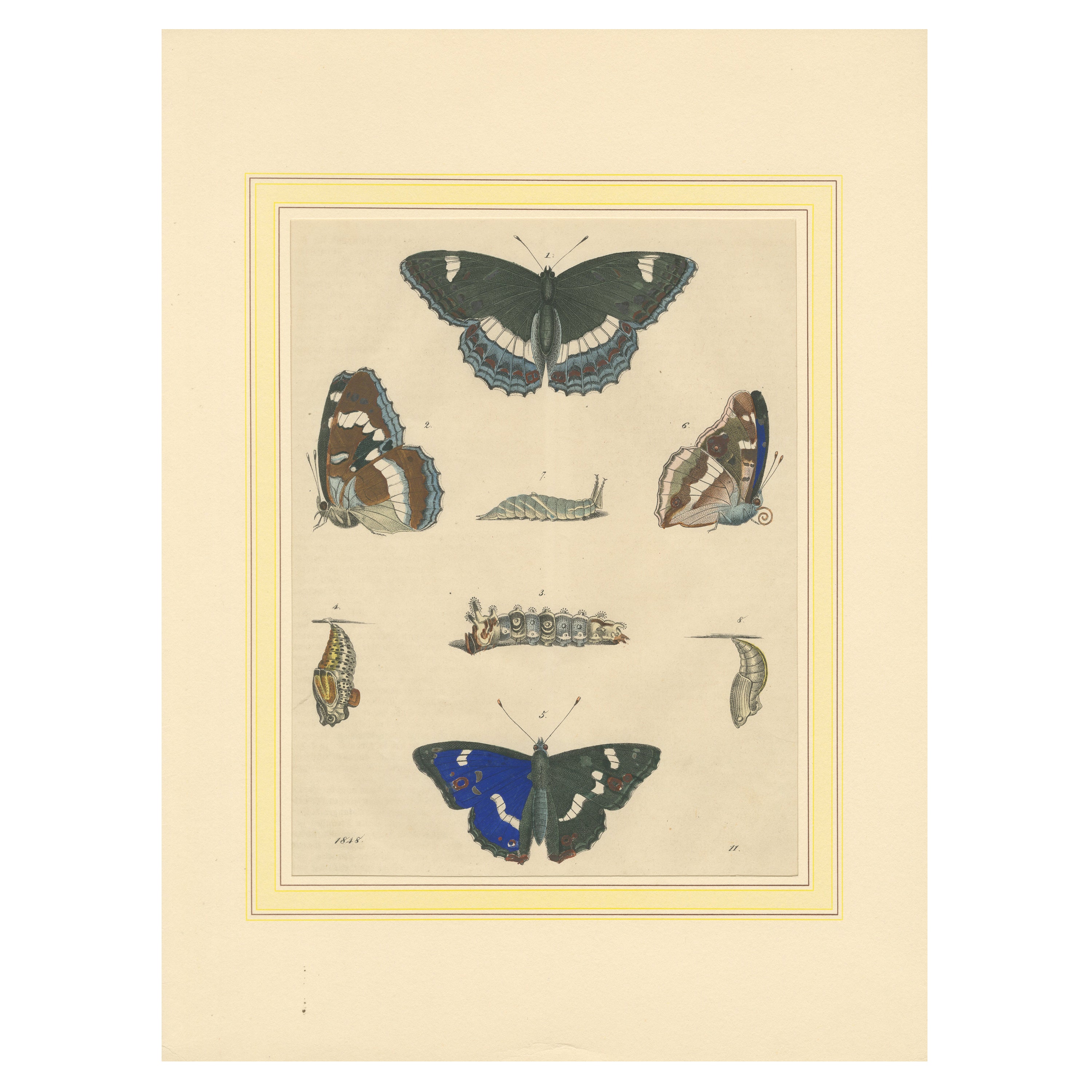 Litografía coloreada a mano de 1848 sobre el ciclo vital de las mariposas