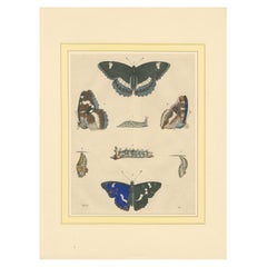 Litografía coloreada a mano de 1848 sobre el ciclo vital de las mariposas