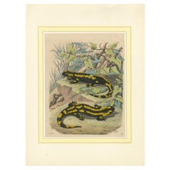 Antique Hand-Colored Lithograph of Fire Salamanders –A Natural History Illustration 1852